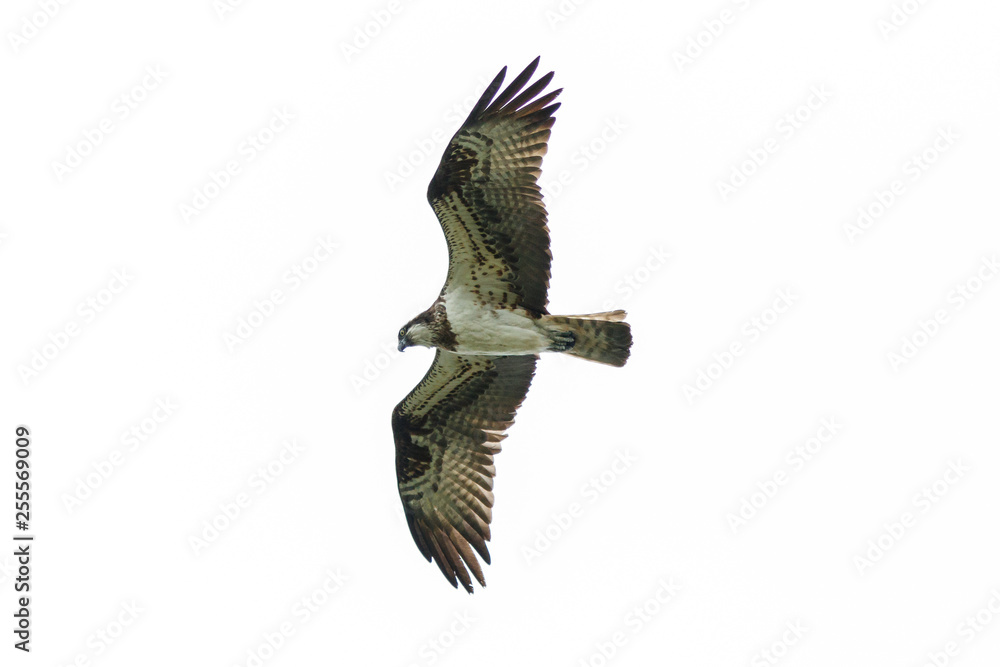 Obraz premium Fischadler