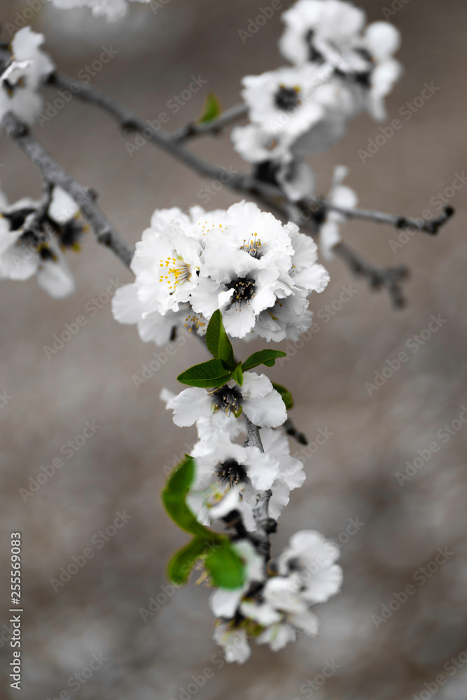 Almond gardens, Almond orchard in bloom, Judea plains Israel Almond gardens, Almond orchard in bloom, Judea plains Israel