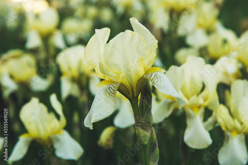 Iris flower blooming