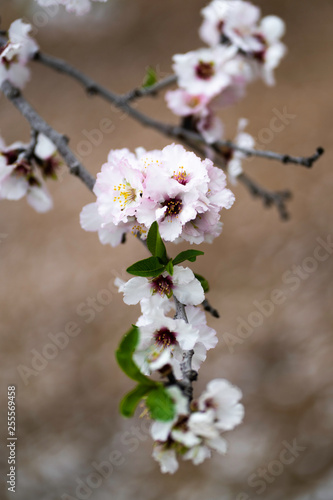 Almond gardens, Almond orchard in bloom, Judea plains Israel © Alex Chadfield