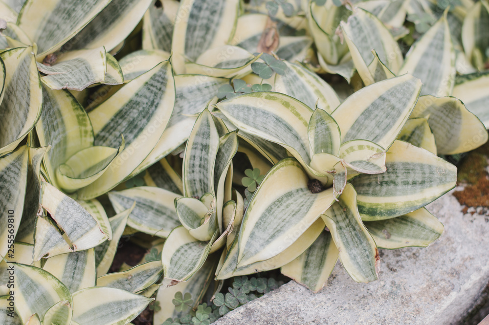 Evergreen plant growing in the park or botanical garden Evergreen plant growing in the park or botanical garden