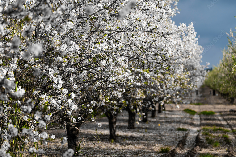 Almond gardens, Almond orchard in bloom, Judea plains Israel Almond gardens, Almond orchard in bloom, Judea plains Israel