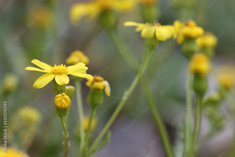 yellow flowers on background of green grass yellow flowers on background of green grass