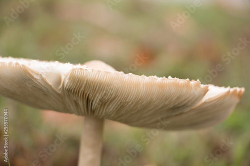 white capped mushrooms detailed