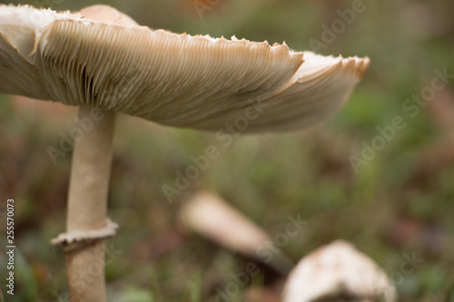 white capped mushrooms detailed
