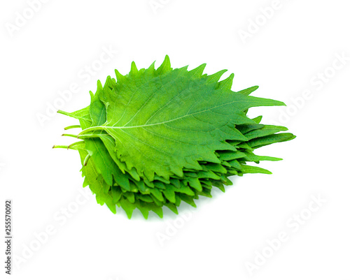 fresh green shiso leaf on white background photo