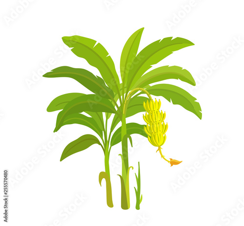 Banana tree. Bananas palm. Vector Illustration plants. Harvest biology. Musa acuminata.