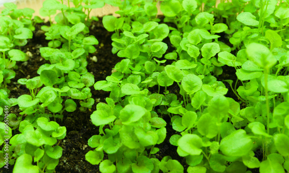 Closeup of green saplings lobelia. Spring season. Closeup of green saplings lobelia. Spring season.