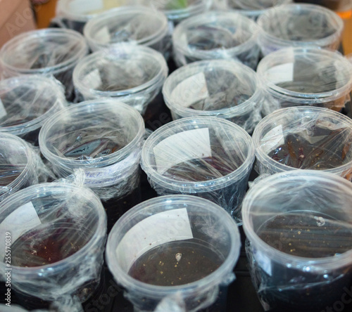 blanks for seedlings  sealed pots with soil