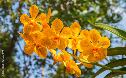 Orange orchid, Vanda denisoniana flower.