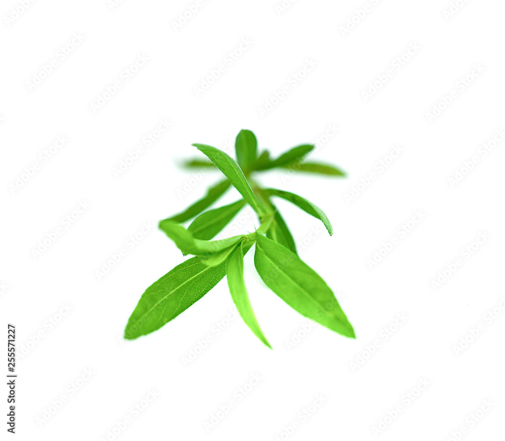 Fresh tarragon herbs isolate on white background Fresh tarragon herbs isolate on white background