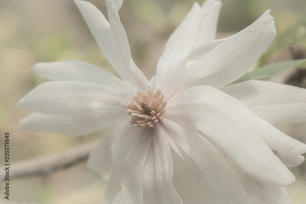 Obraz premium white flower cool center