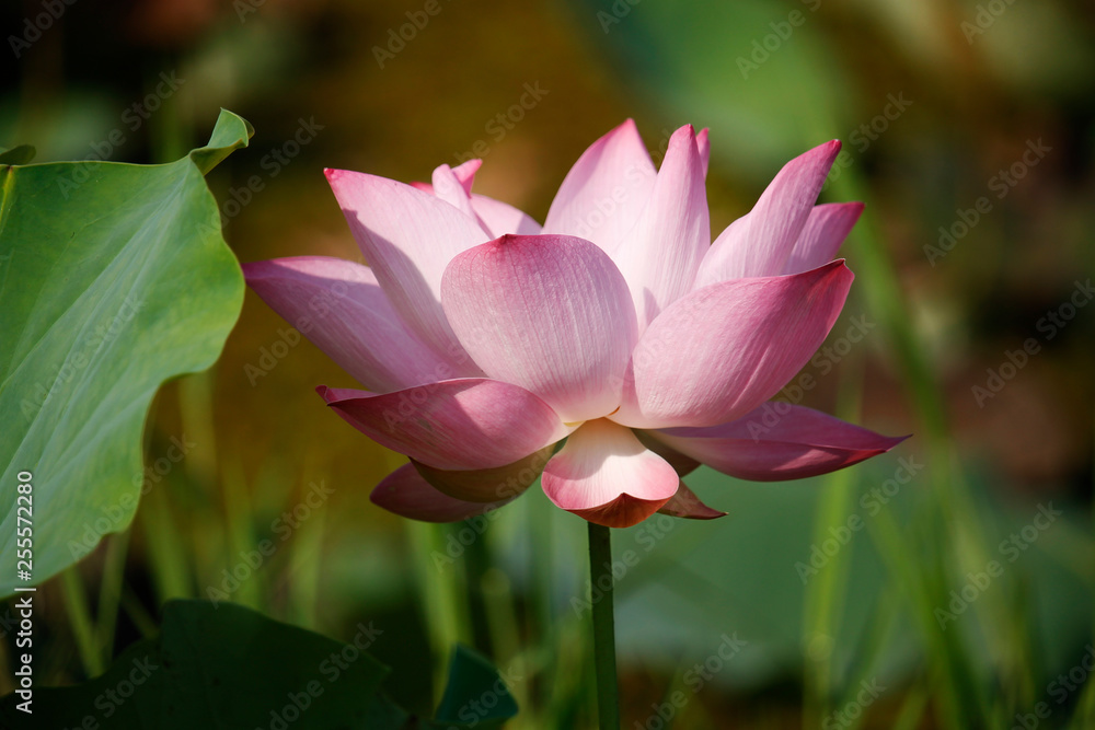 Pink Lotus flower beautiful lotus. Pink Lotus flower beautiful lotus.