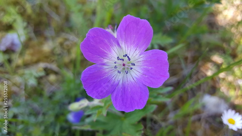 Alpenblumen 11