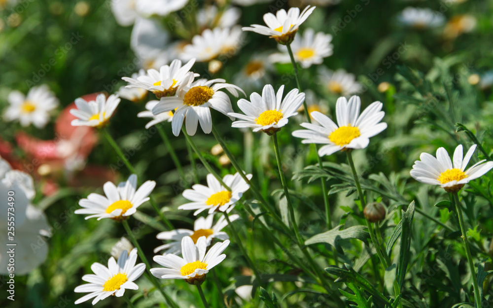 White daisy flowers in garden. White daisy flowers in garden.