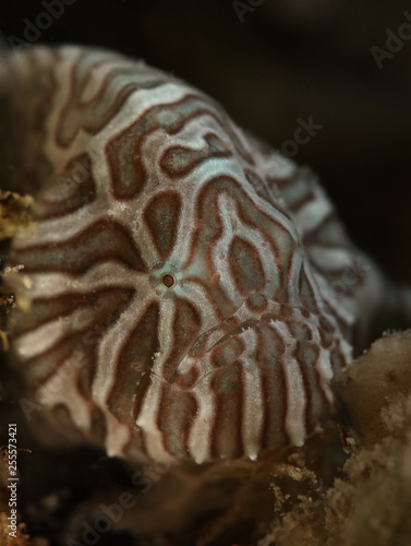 Psychedelic frogfish (Histiophryne psychedelica). Picture was taken in Ambon, Indonesia photo