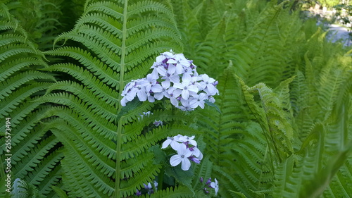 Zarte Blüten im Farn