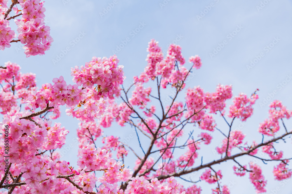 河津桜 静岡県賀茂郡南伊豆町　みなみの桜と菜の花まつり