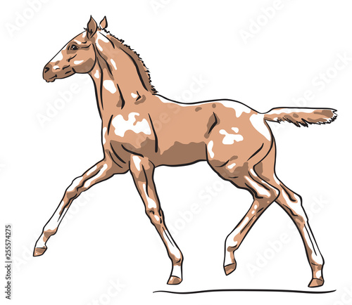 Illustration of a cute trotting foal.