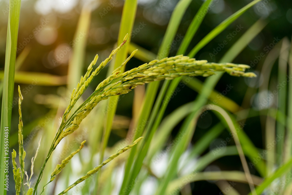 Single rice yellow color with green leaves. Single rice yellow color with green leaves.
