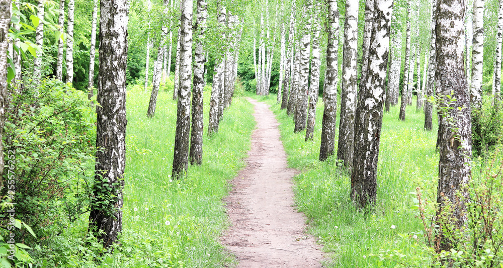 Beautiful birch trees with white birch bark in birch grove with green birch leaves Beautiful birch trees with white birch bark in birch grove with green birch leaves