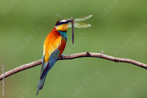 The European bee-eater (Merops apiaster) sitting on a thin twig with a dragonfly in its beak, Bee-eater with the prey with green background.