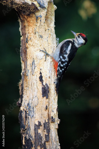 The great spotted woodpecker (Dendrocopos major) sitting on the dry tree trunk in the forest with dark background.