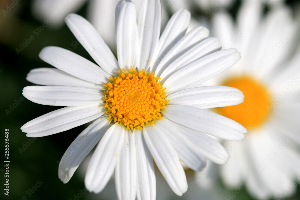 closeup of a daisy closeup of a daisy