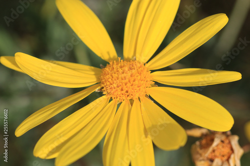 closeup of yellow flower