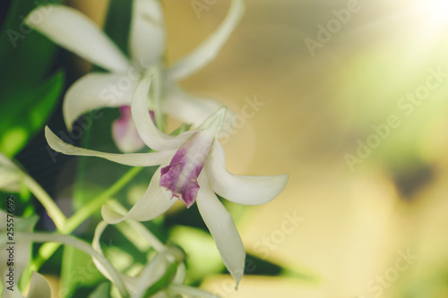 The banana tree with white flowers  purple tip