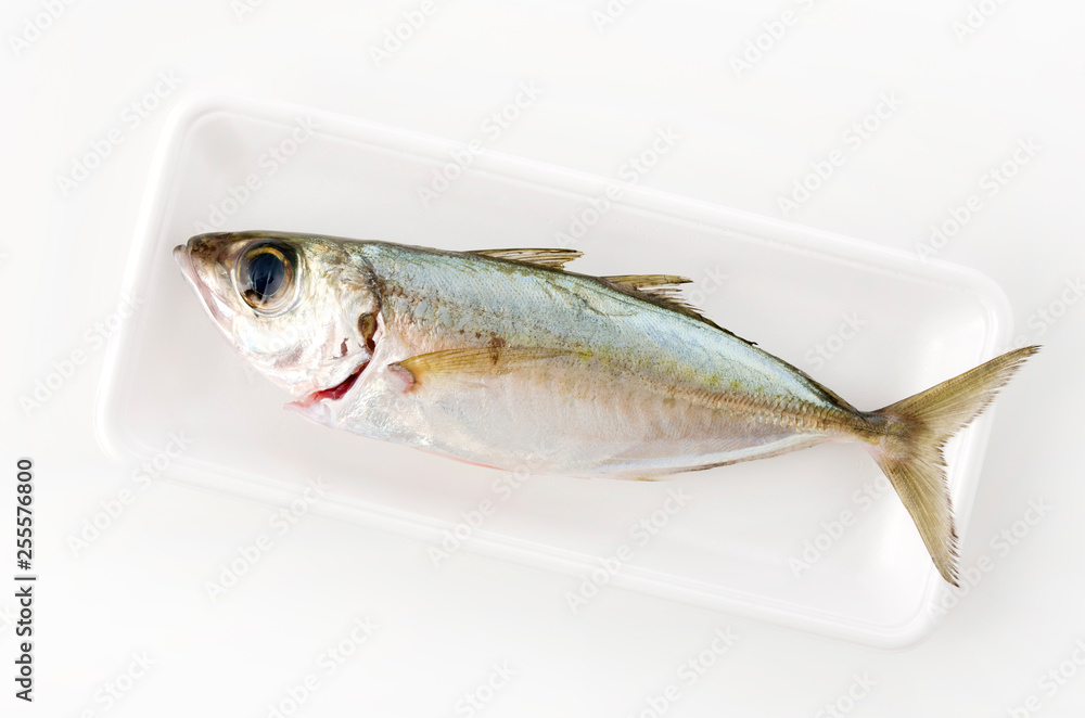 メアジ、トッパク、ガチュン