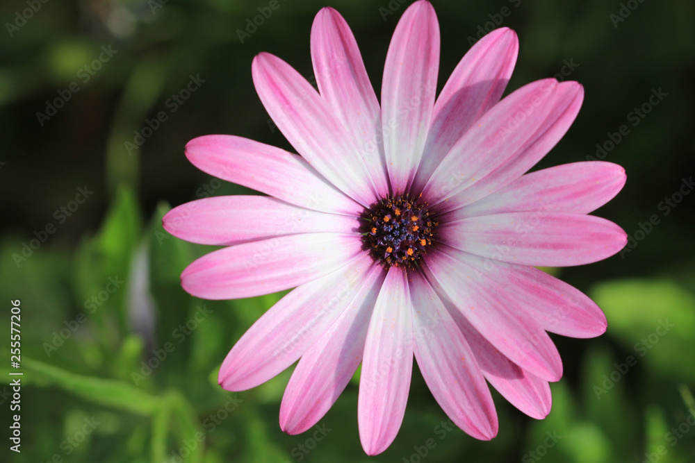 Obraz premium pink flower