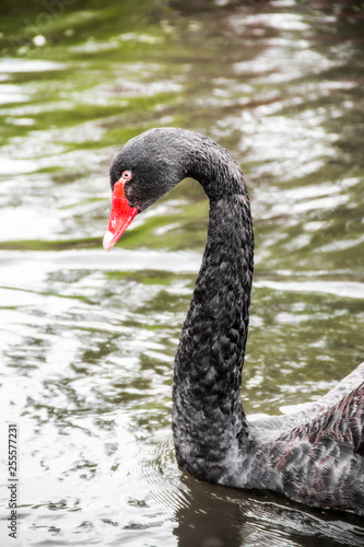 gray swan in Regent’s park in London England