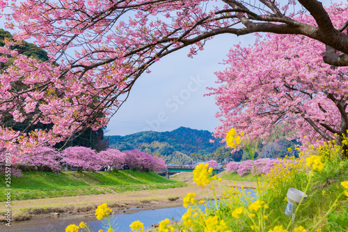 河津桜　静岡県賀茂郡南伊豆町　みなみの桜と菜の花まつり