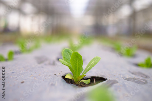 young green plant in soil