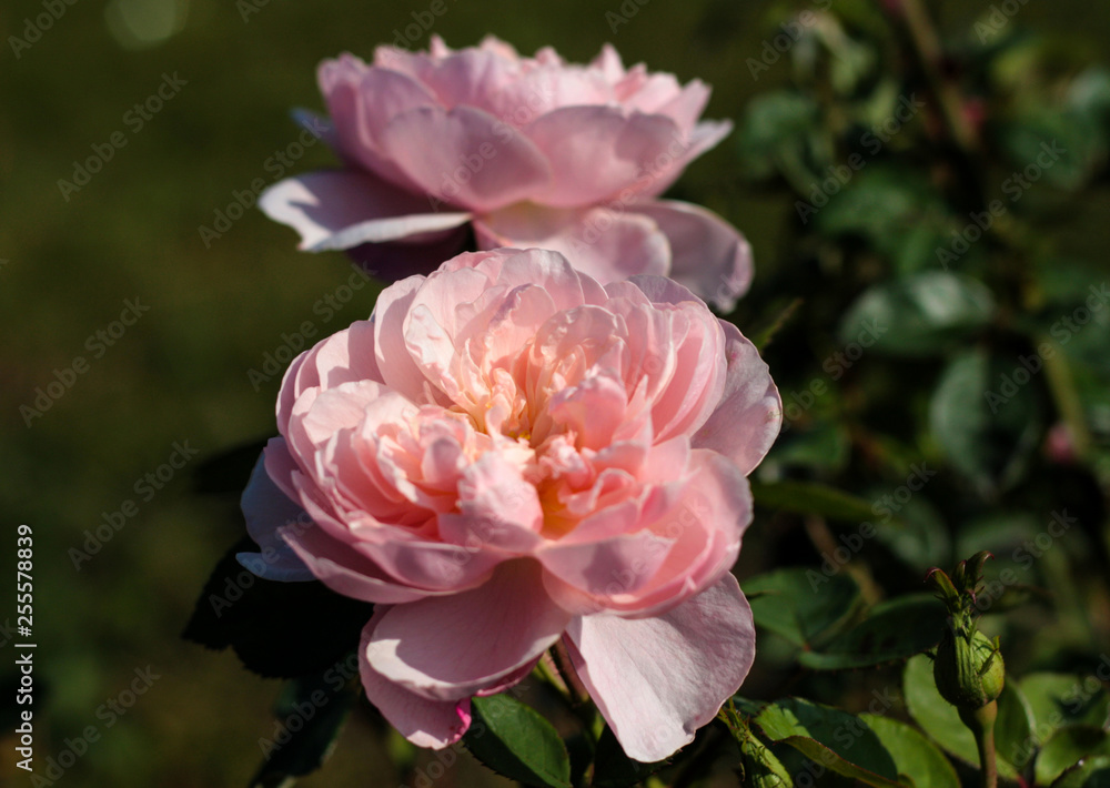 beautiful flowers in nature in the botanical garden