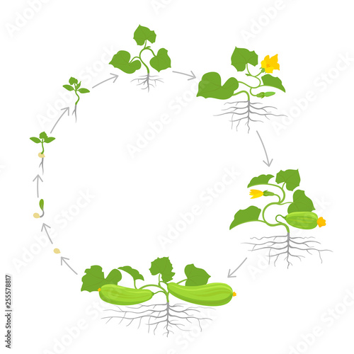 Crop of zucchini plant. Circular round growth stages. Zucchini or courgette plant. Vector illustration. Cucurbita pepo. Zucchini life cycle. On white background.