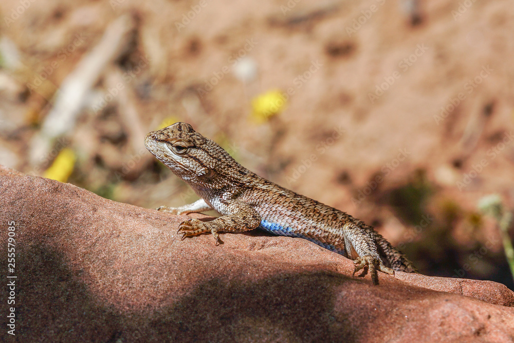 blue belly lizard in zion national park blue belly lizard in zion national park