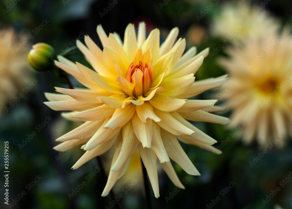 Obraz premium beautiful flowers in nature in the botanical garden