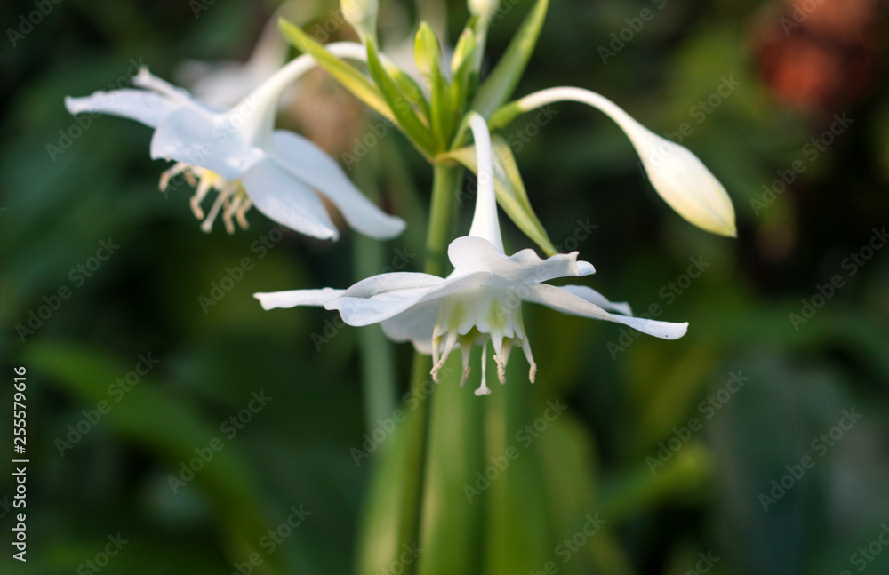 beautiful flowers in nature in the botanical garden beautiful flowers in nature in the botanical garden