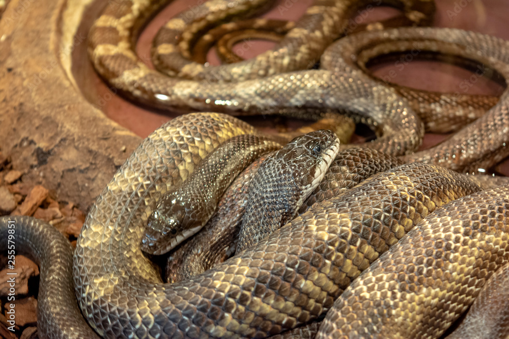 Python African stone (Python sebae natalensis) Python African stone (Python sebae natalensis)