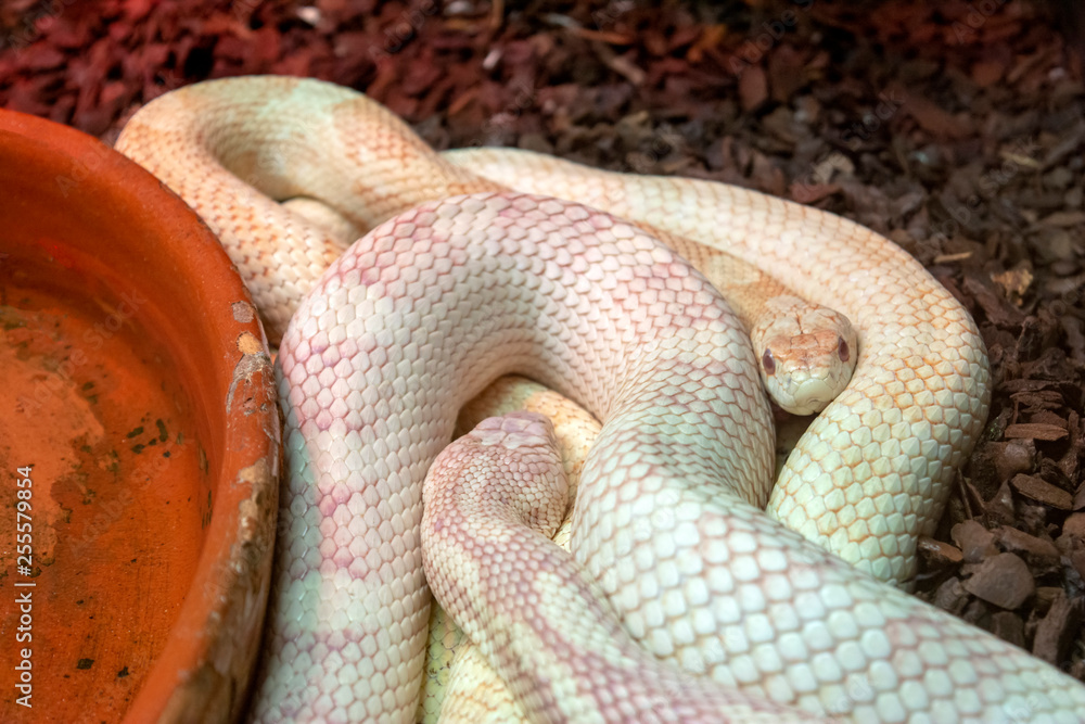 Fototapeta premium Píton Albina (Python molurus bivitattus)