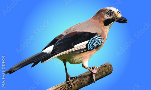 ghiandaia Garrulus glandarius Corvidae