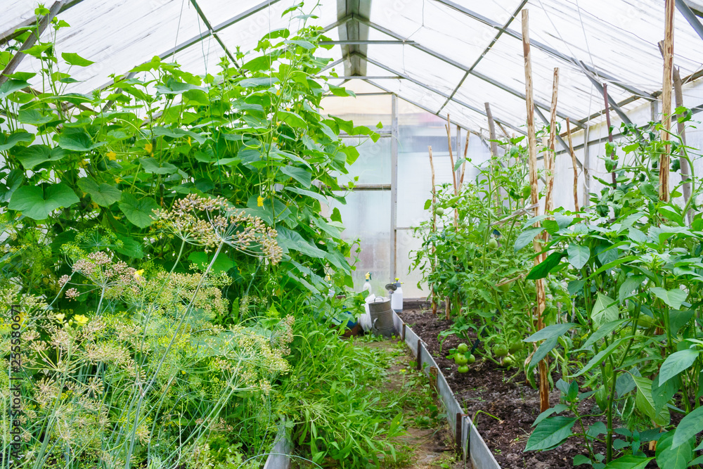 General view on a small covered greenhouse with growing: cucumbers, tomatoes, hot pepper, dill, arugula General view on a small covered greenhouse with growing: cucumbers, tomatoes, hot pepper, dill, arugula