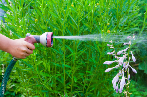 View on a child hand with a sprinkler, that waters a hosta plants flowers in the garden