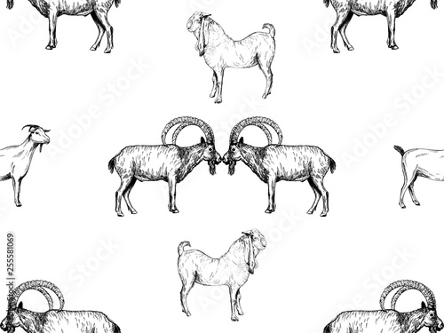 Seamless pattern of hand drawn sketch style goats isolated on white background. Vector illustration.
