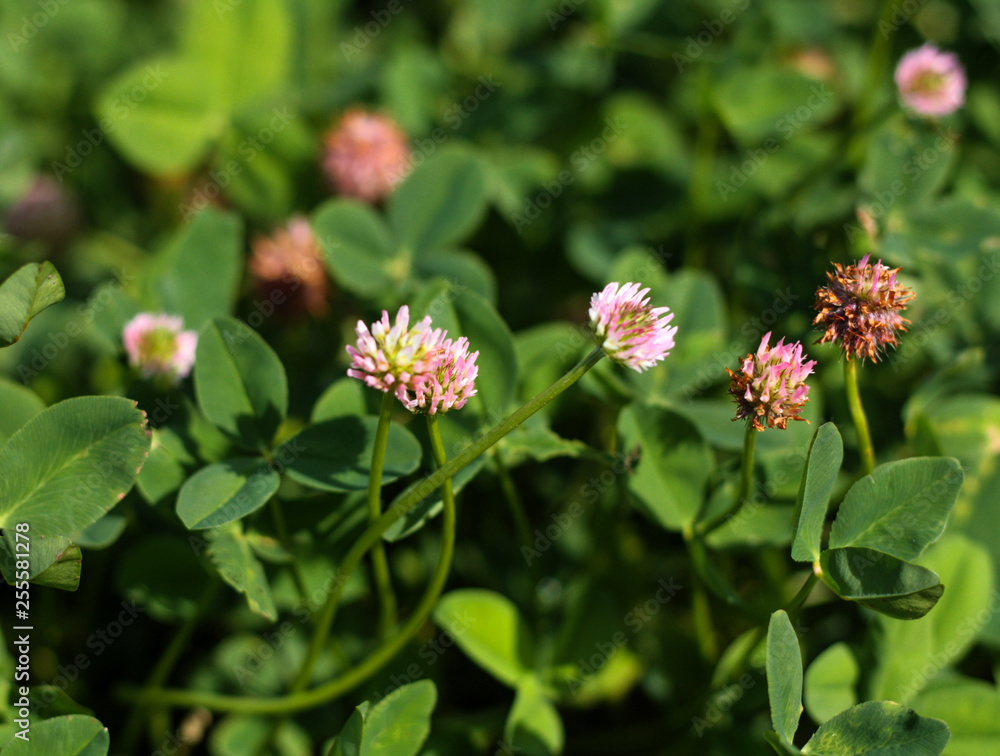 beautiful flowers in nature in the botanical garden