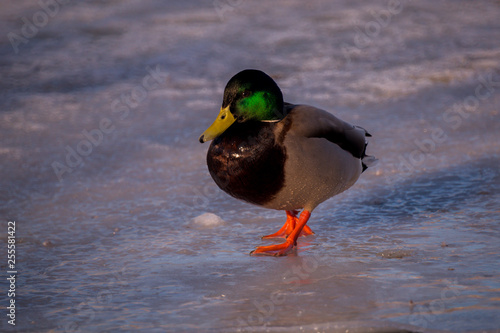 ducks walk through the city park