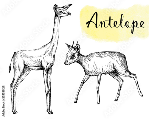 Set of hand drawn sketch style gerenuk and dik-dik isolated on white background. Vector illustration.