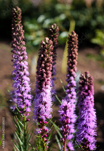 beautiful flowers in nature in the botanical garden